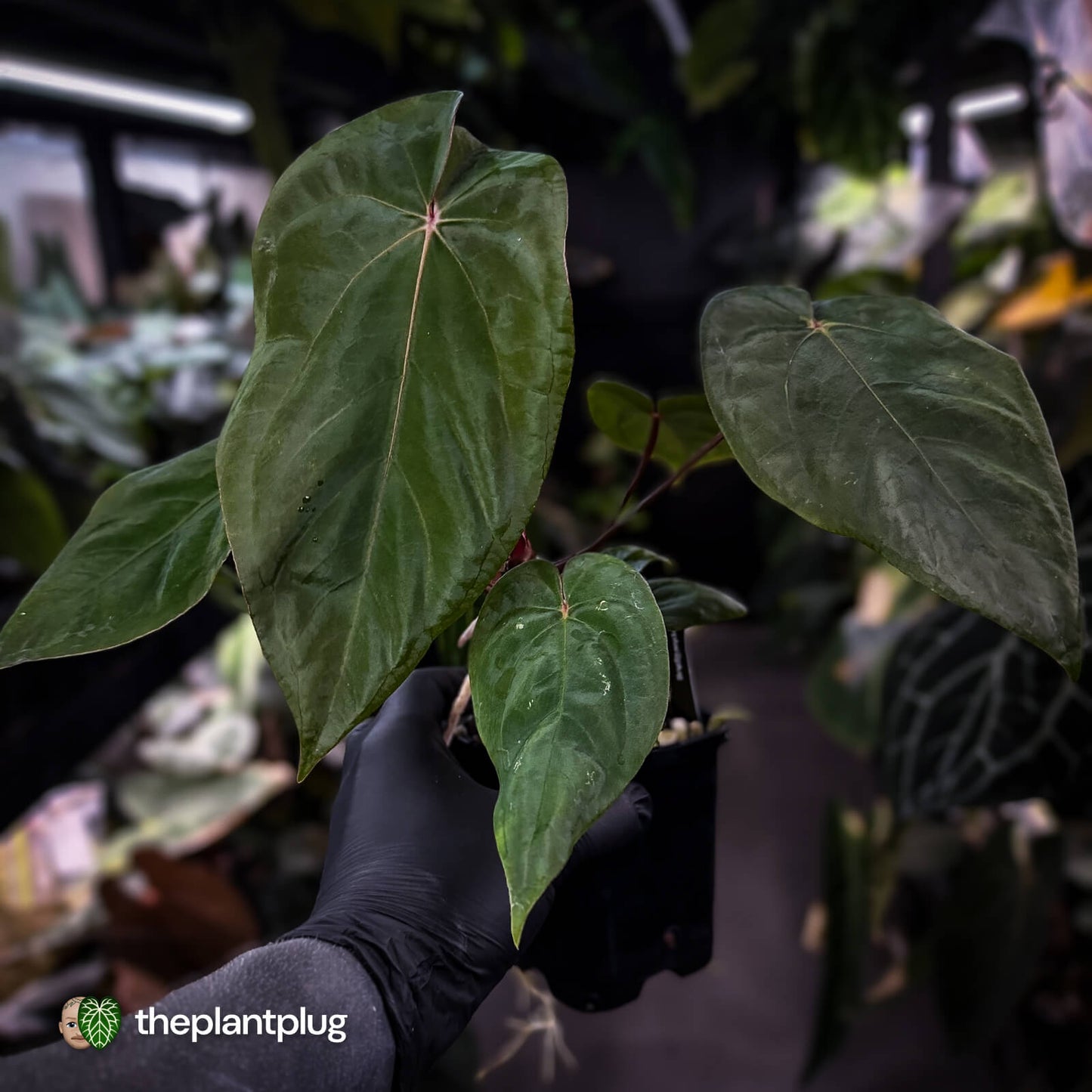 Anthurium 'Deadpool' x 'Volcanic Ash'