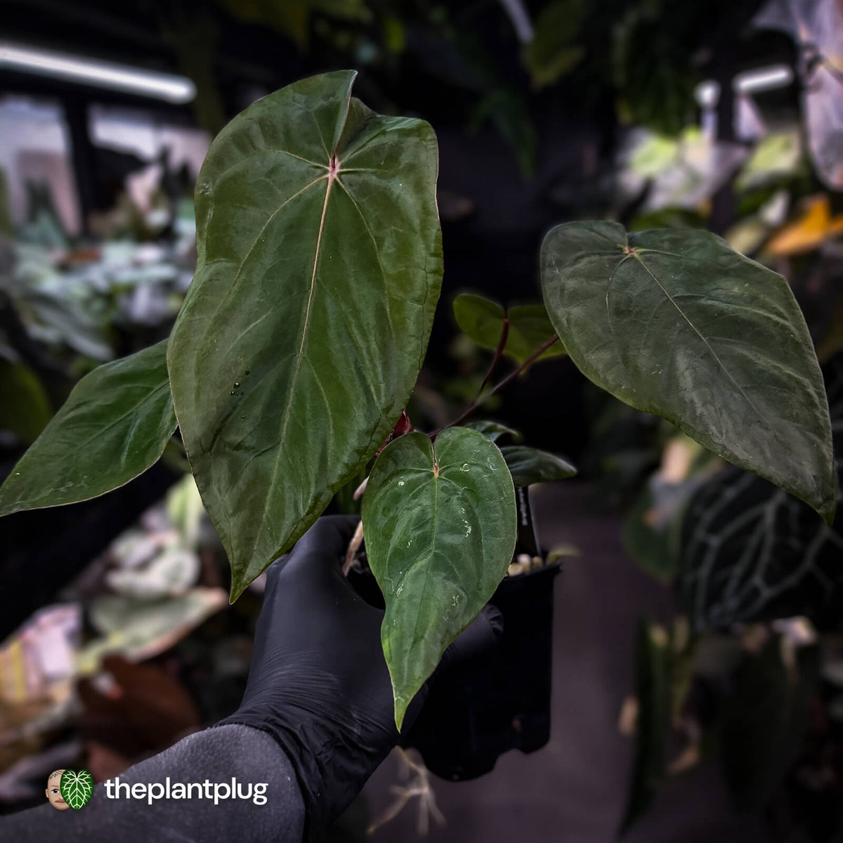 Anthurium 'Deadpool' x 'Volcanic Ash'