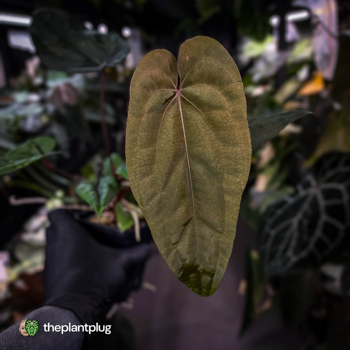 Anthurium 'Deadpool' x 'Volcanic Ash' *BLACK leaves*