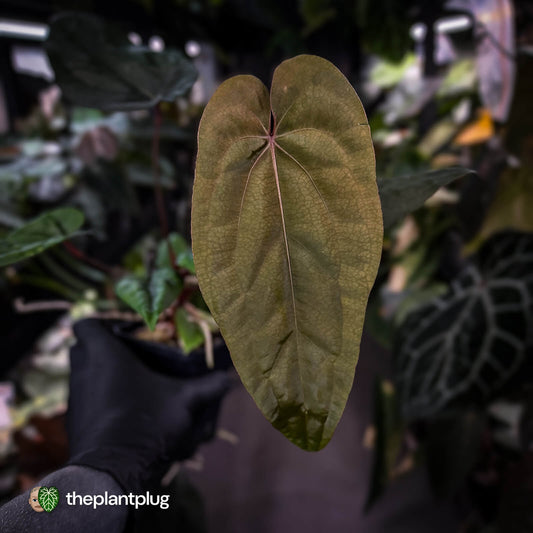Anthurium 'Deadpool' x 'Volcanic Ash' *BLACK leaves*
