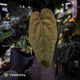 Anthurium 'Deadpool' x 'Volcanic Ash' *BLACK leaves*