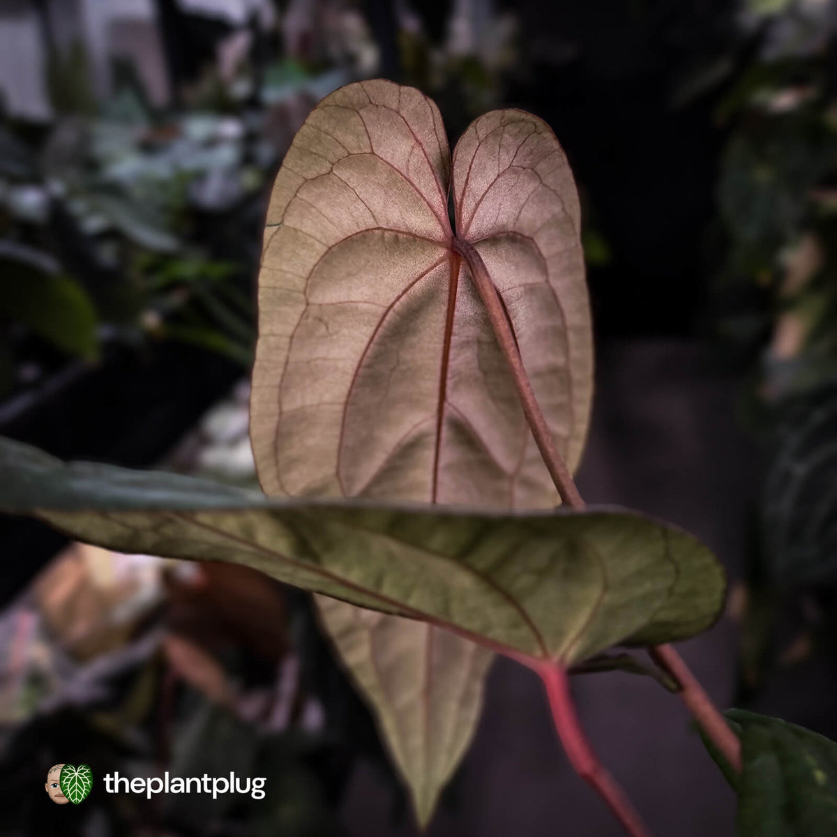 Anthurium 'Deadpool' x 'Volcanic Ash' *BLACK leaves*