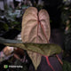 Anthurium 'Deadpool' x 'Volcanic Ash' *BLACK leaves*