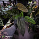 Anthurium 'Deadpool' x 'Volcanic Ash' *BLACK leaves*