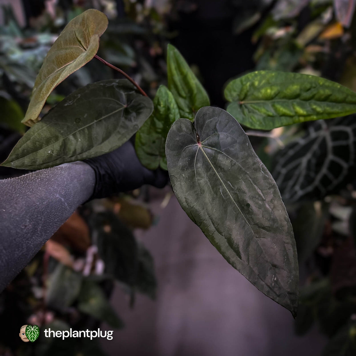 Anthurium 'Deadpool' x 'Volcanic Ash' *BLACK leaves*