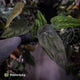 Anthurium 'Deadpool' x 'Volcanic Ash' *BLACK leaves*