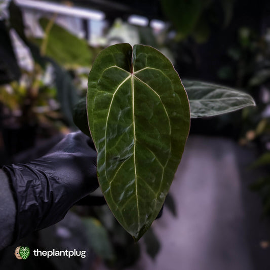 Anthurium 'Michelle' x (carlablackiae x antolakii) 🎇