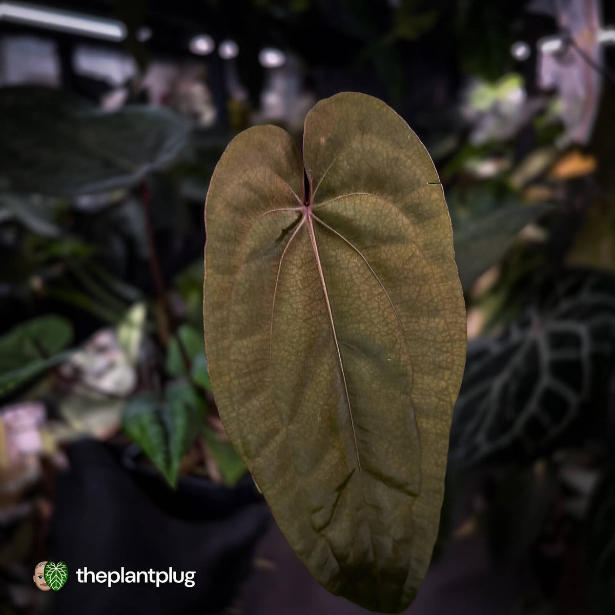 Anthurium 'Deadpool' x 'Volcanic Ash' *BLACK leaves*