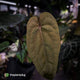Anthurium 'Deadpool' x 'Volcanic Ash' *BLACK leaves*
