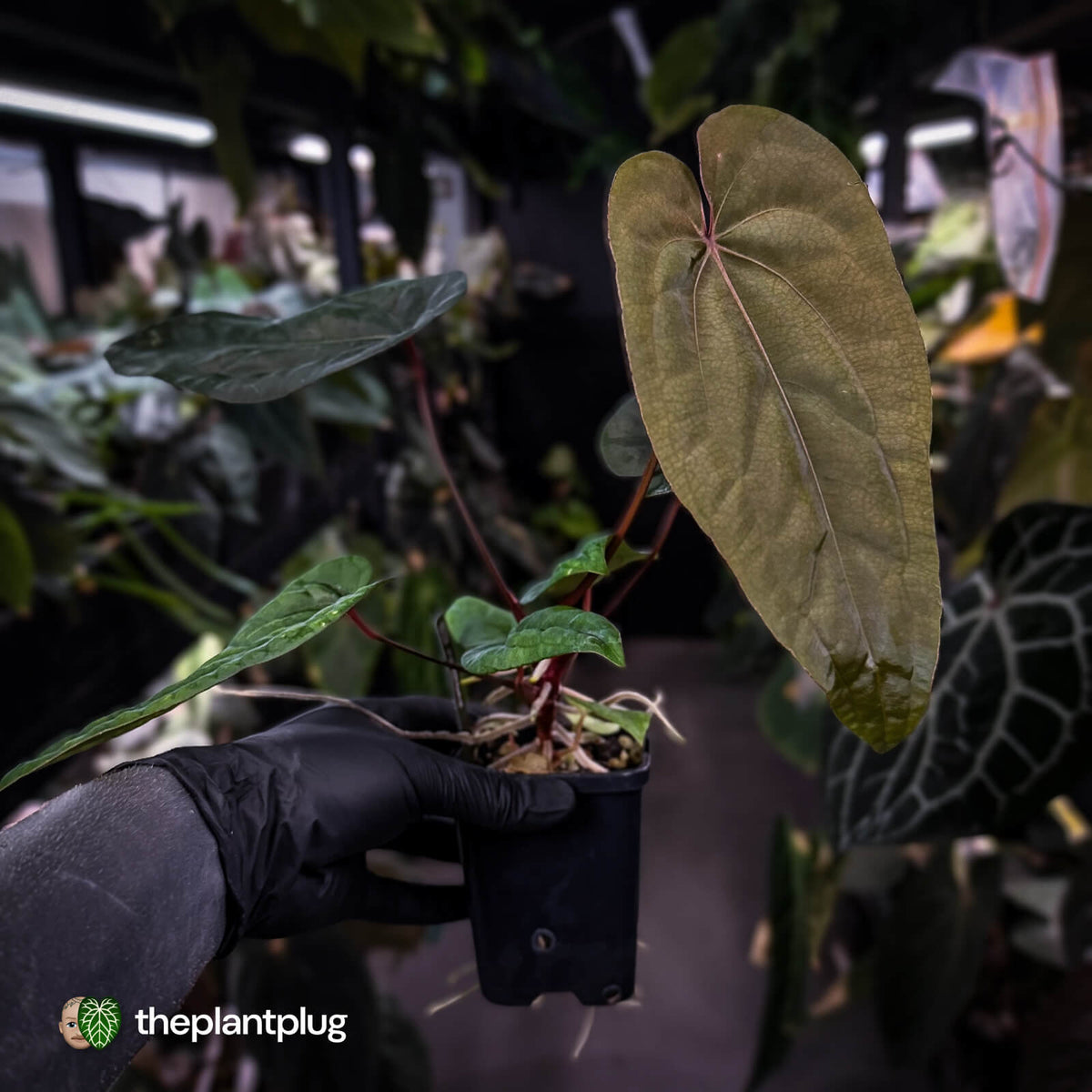 Anthurium 'Deadpool' x 'Volcanic Ash' *BLACK leaves*