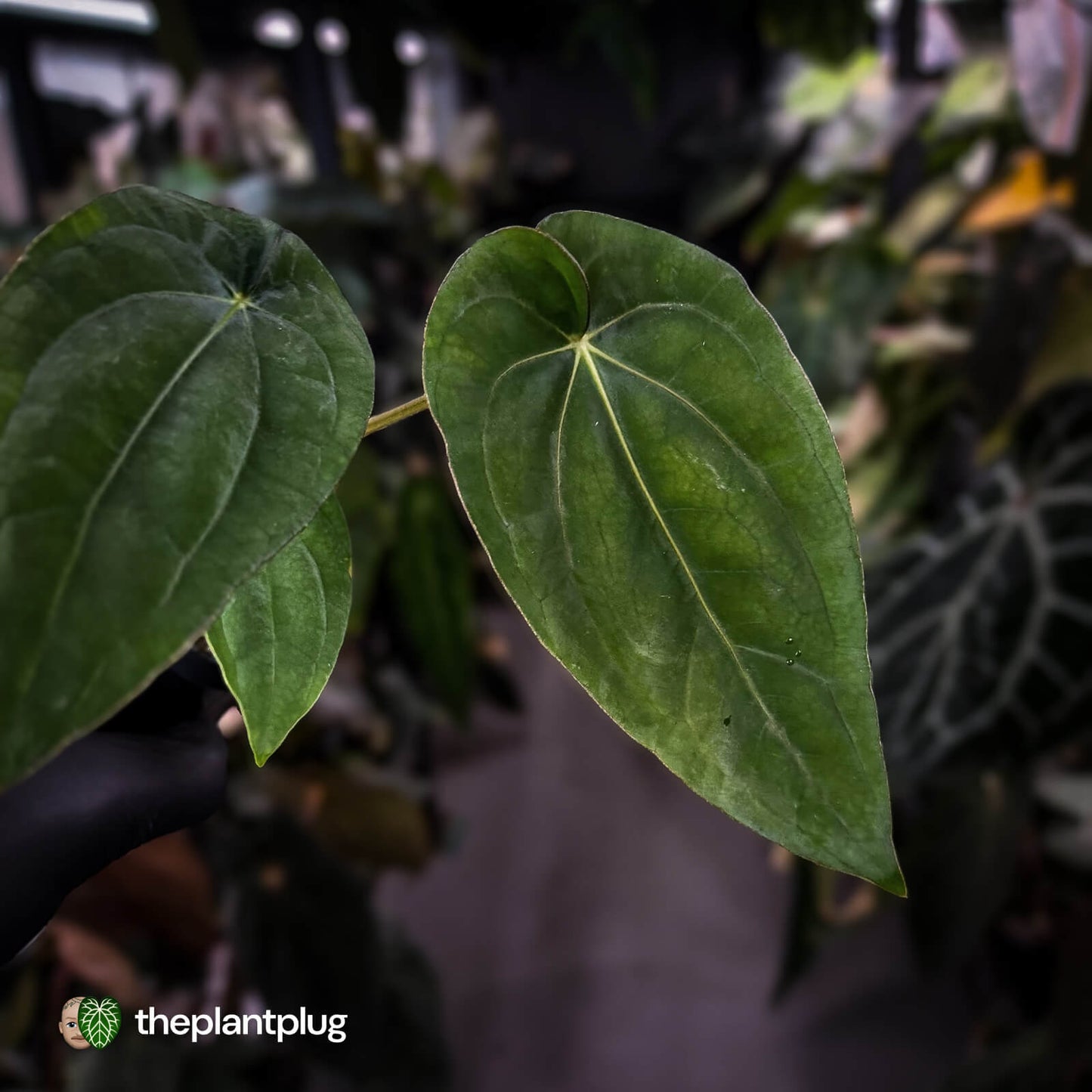 Anthurium (dressleri 'RG' f2 x carla 'Amanda') x dressleri aff. 'Eastern Dress'