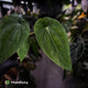 Anthurium (dressleri 'RG' f2 x carla 'Amanda') x dressleri aff. 'Eastern Dress'
