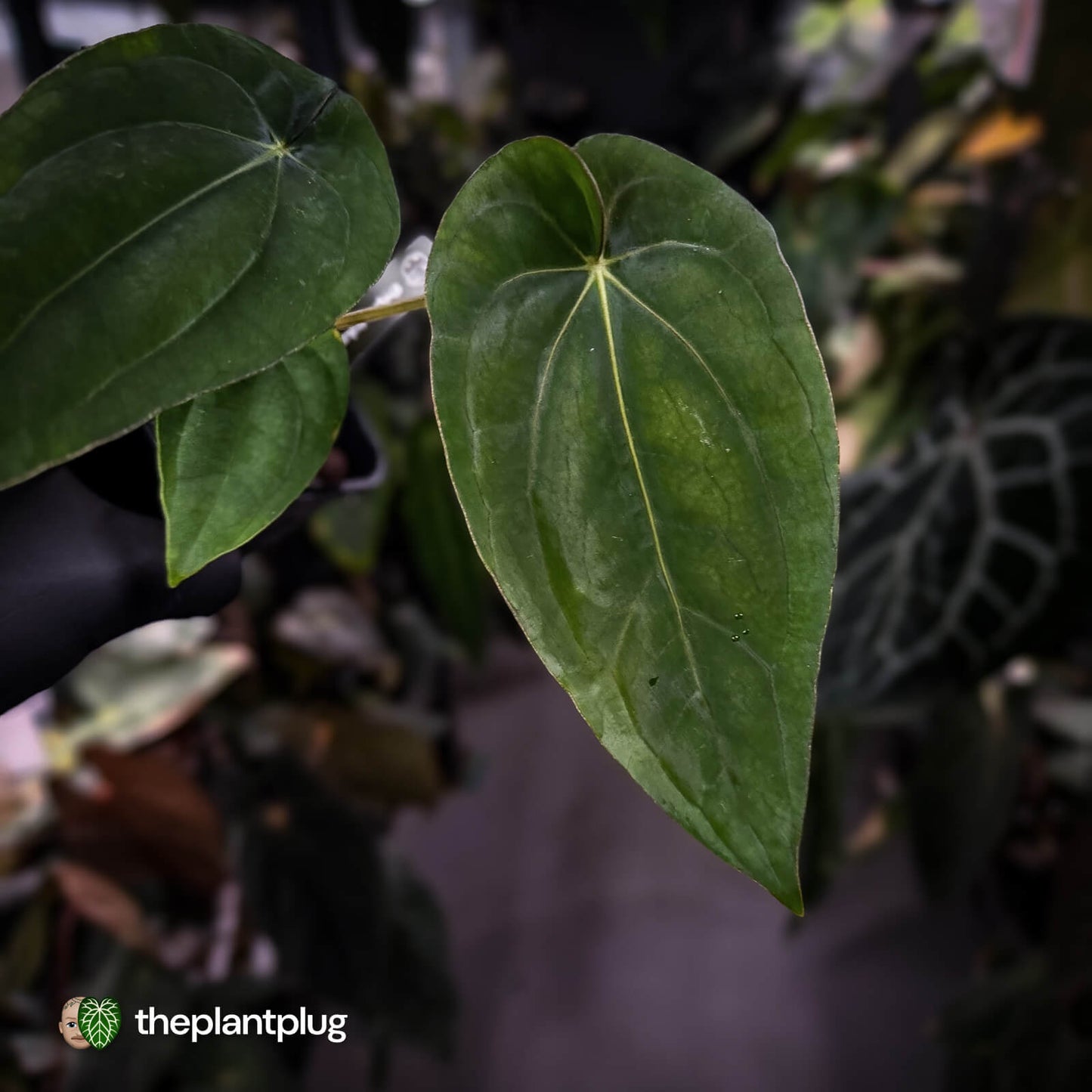 Anthurium (dressleri 'RG' f2 x carla 'Amanda') x dressleri aff. 'Eastern Dress'