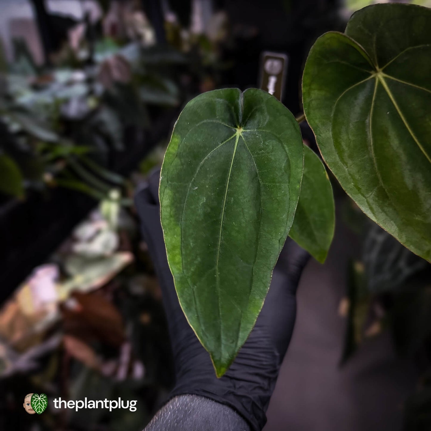 Anthurium (dressleri 'RG' f2 x carla 'Amanda') x dressleri aff. 'Eastern Dress'