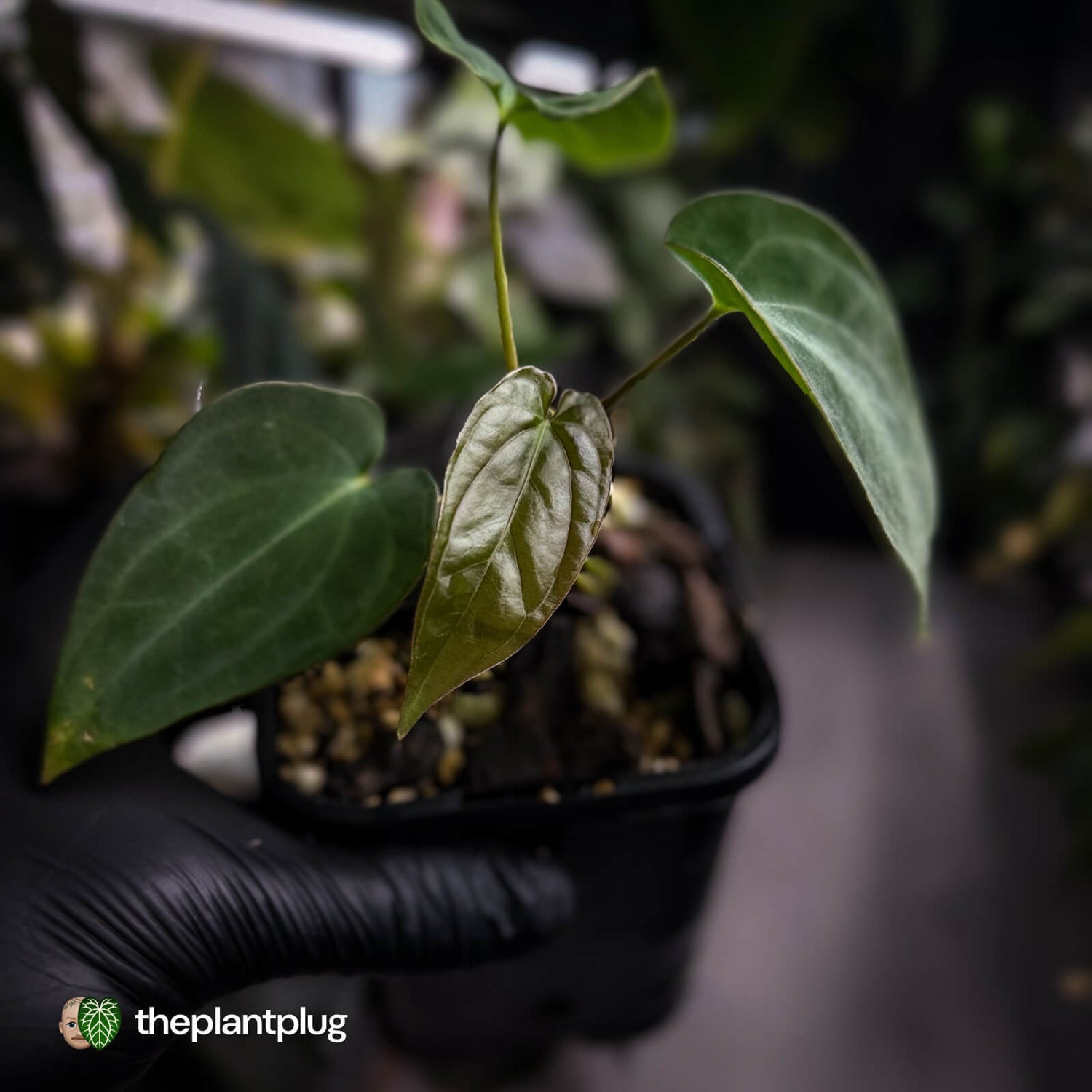 Anthurium antolakii / 'BVEP' f2