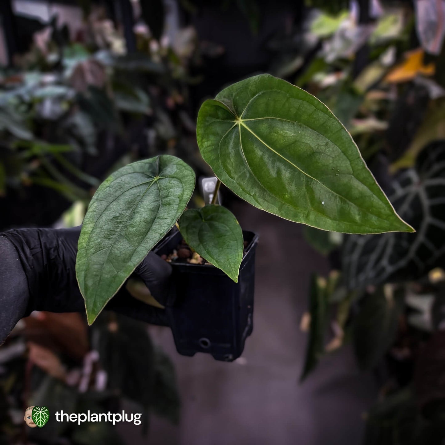 Anthurium (dressleri 'RG' f2 x carla 'Amanda') x dressleri aff. 'Eastern Dress'