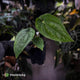Anthurium (dressleri 'RG' f2 x carla 'Amanda') x dressleri aff. 'Eastern Dress'