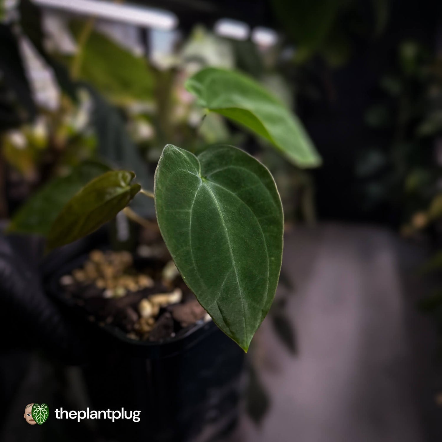 Anthurium antolakii / 'BVEP' f2