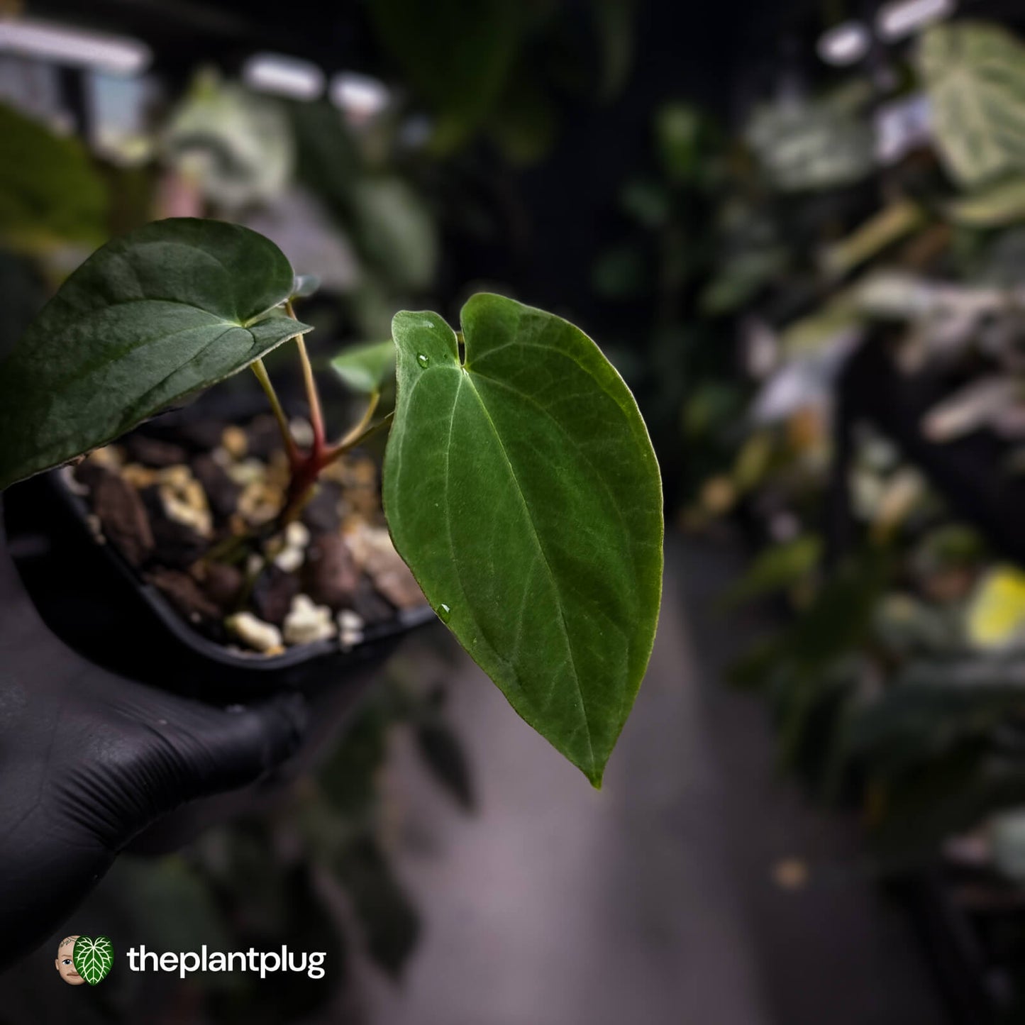 Anthurium antolakii / 'BVEP' f2