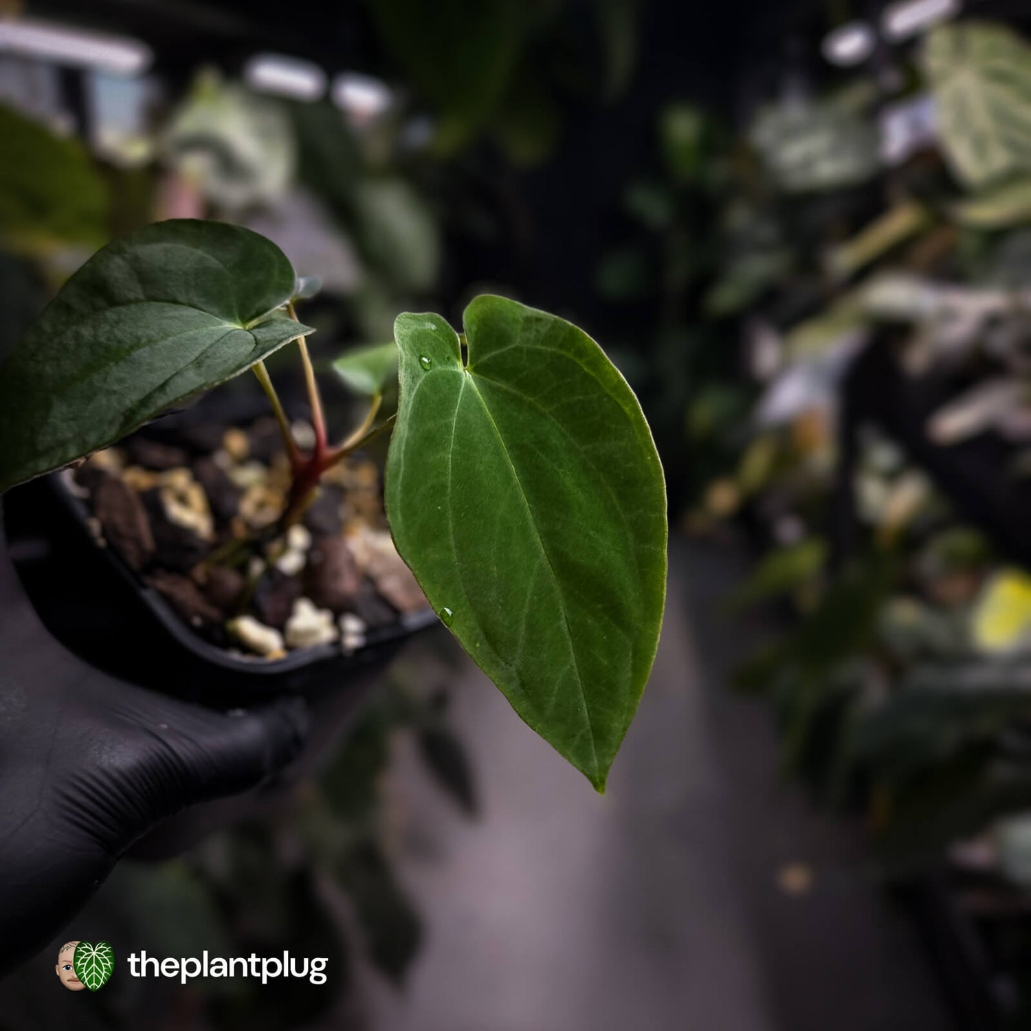 Anthurium antolakii / 'BVEP' f2