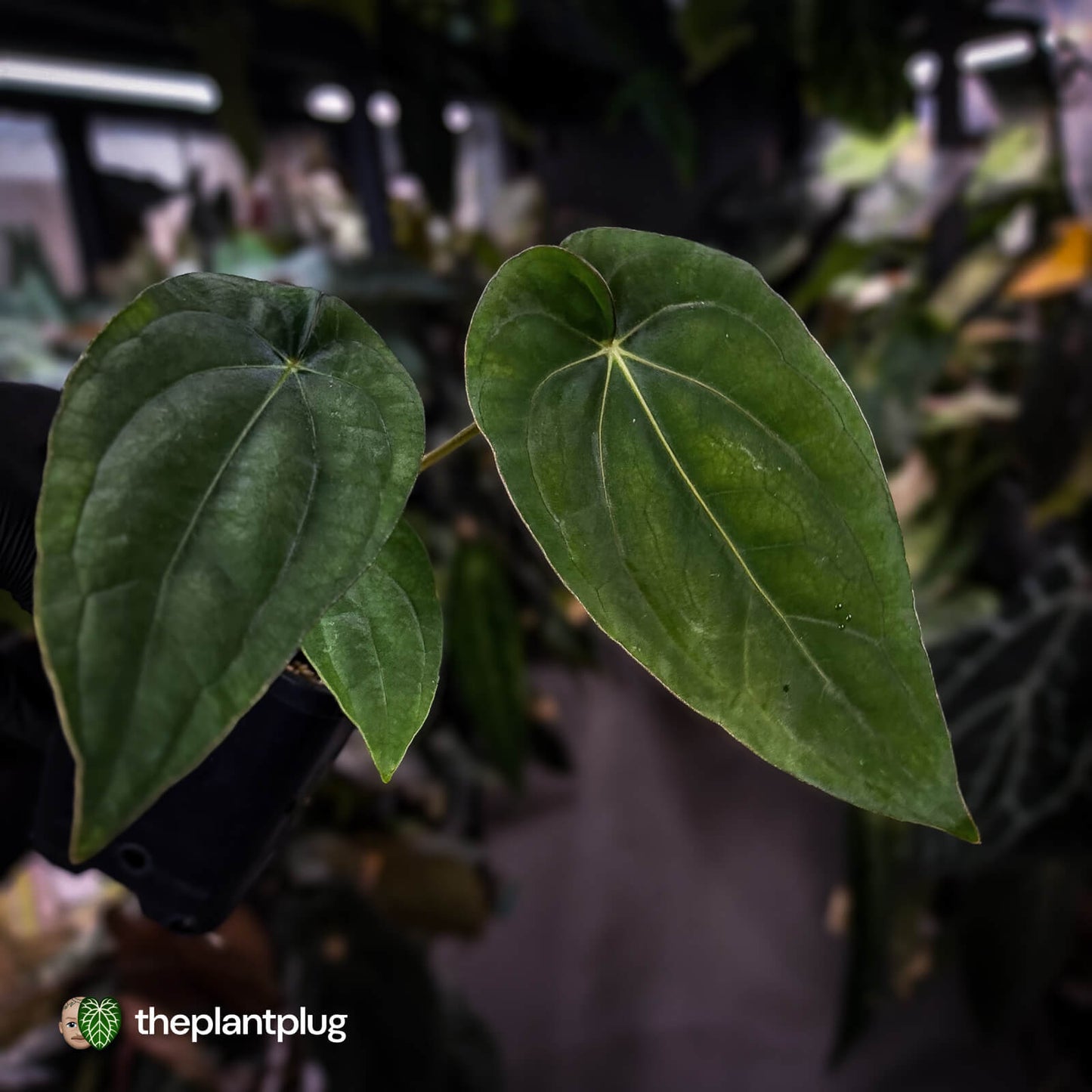 Anthurium (dressleri 'RG' f2 x carla 'Amanda') x dressleri aff. 'Eastern Dress'