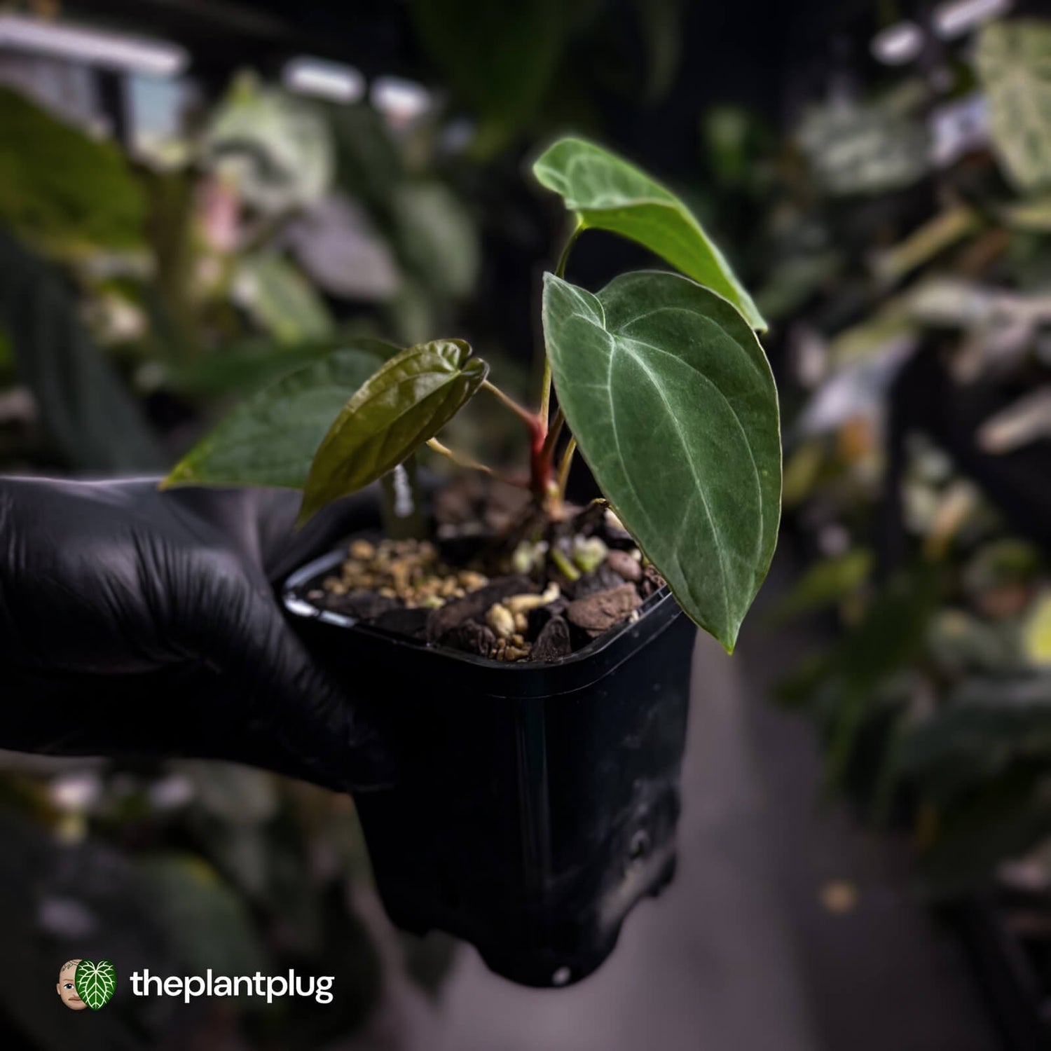 Anthurium antolakii / 'BVEP' f2