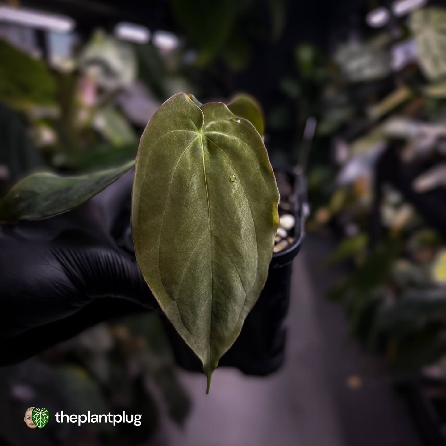 Anthurium antolakii / 'BVEP' f2