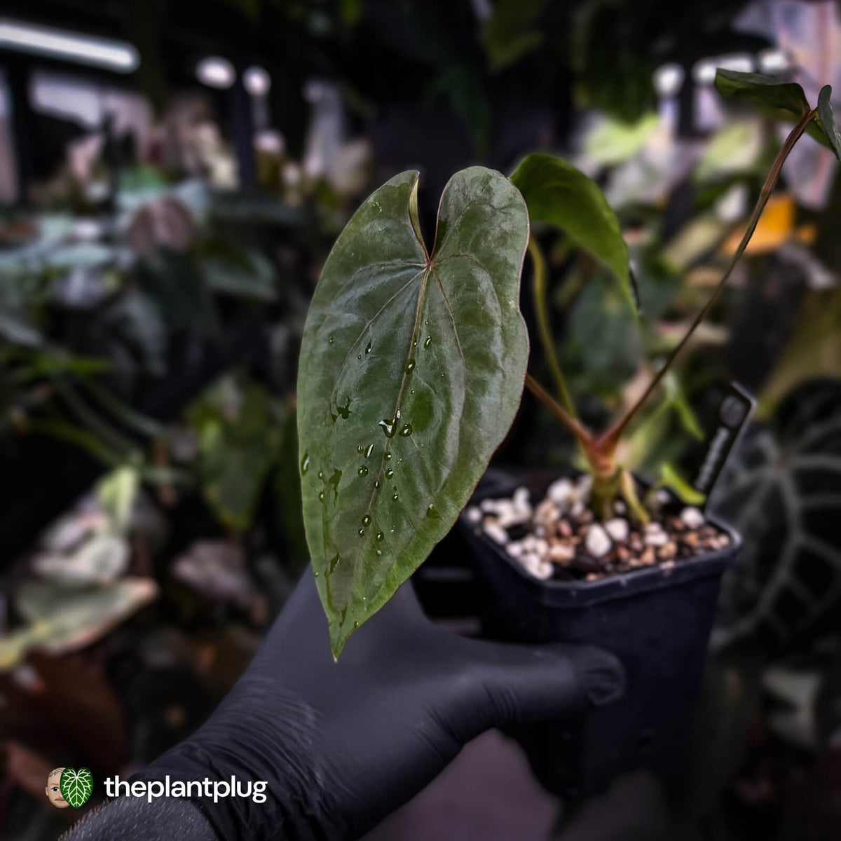 Anthurium dressleri ('MP' x 'LAS') • insane emergents