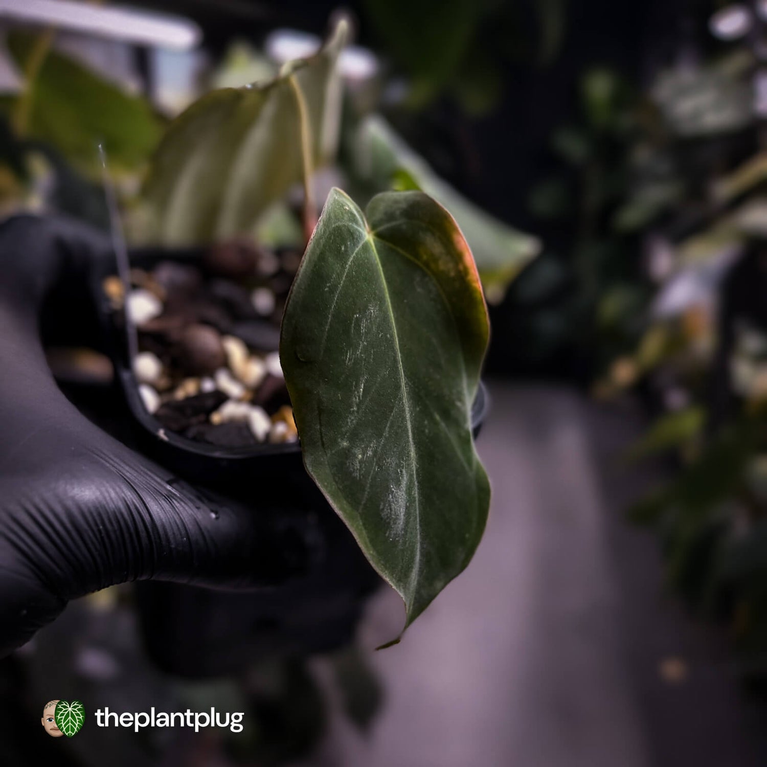 Anthurium antolakii / 'BVEP' f2