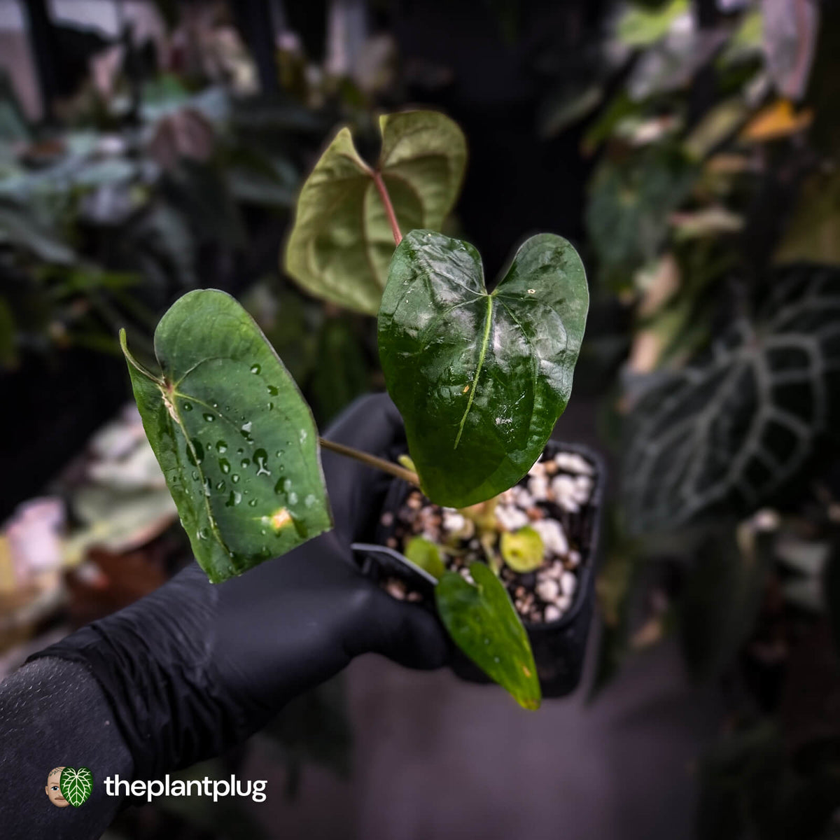 Anthurium dressleri ('MP' x 'LAS') • insane emergents