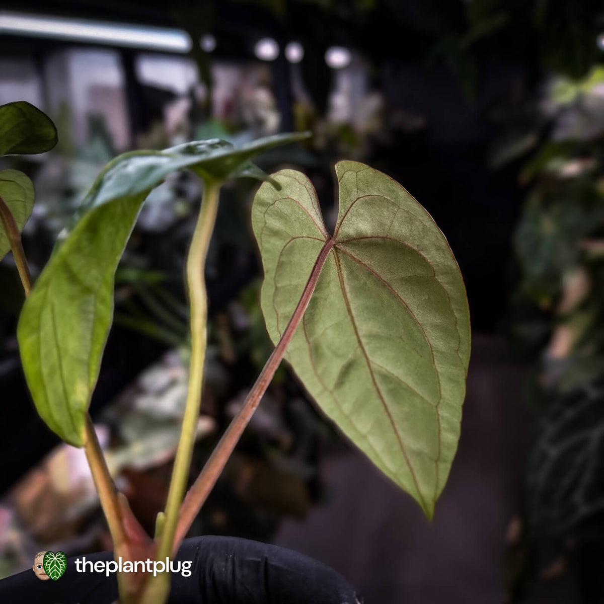 Anthurium dressleri ('MP' x 'LAS') • insane emergents
