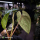 Anthurium dressleri ('MP' x 'LAS') • insane emergents