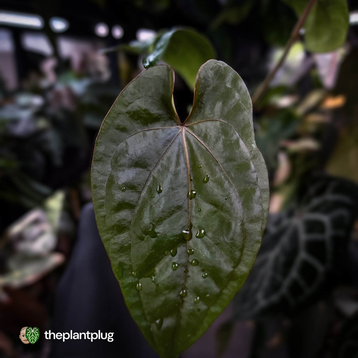 Anthurium dressleri ('MP' x 'LAS') • insane emergents