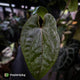 Anthurium dressleri ('MP' x 'LAS') • insane emergents