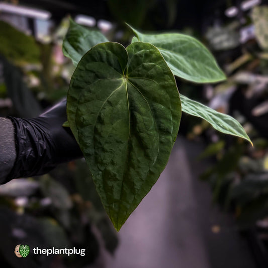 Anthurium kunayalense x antolakii / 'BVEP'