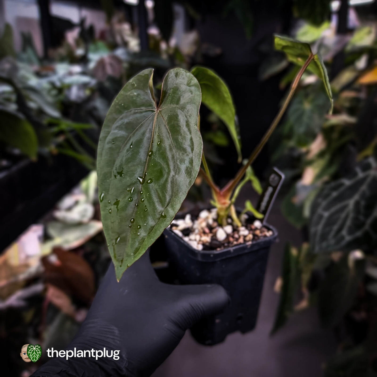 Anthurium dressleri ('MP' x 'LAS') • insane emergents