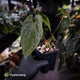 Anthurium dressleri ('MP' x 'LAS') • insane emergents