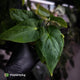 Anthurium kunayalense x antolakii / 'BVEP'