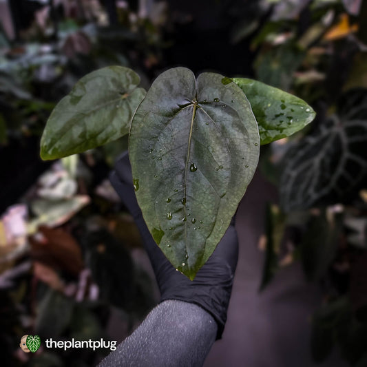 Anthurium dressleri ('MP' x 'LAS')