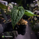 Anthurium kunayalense x antolakii / 'BVEP'