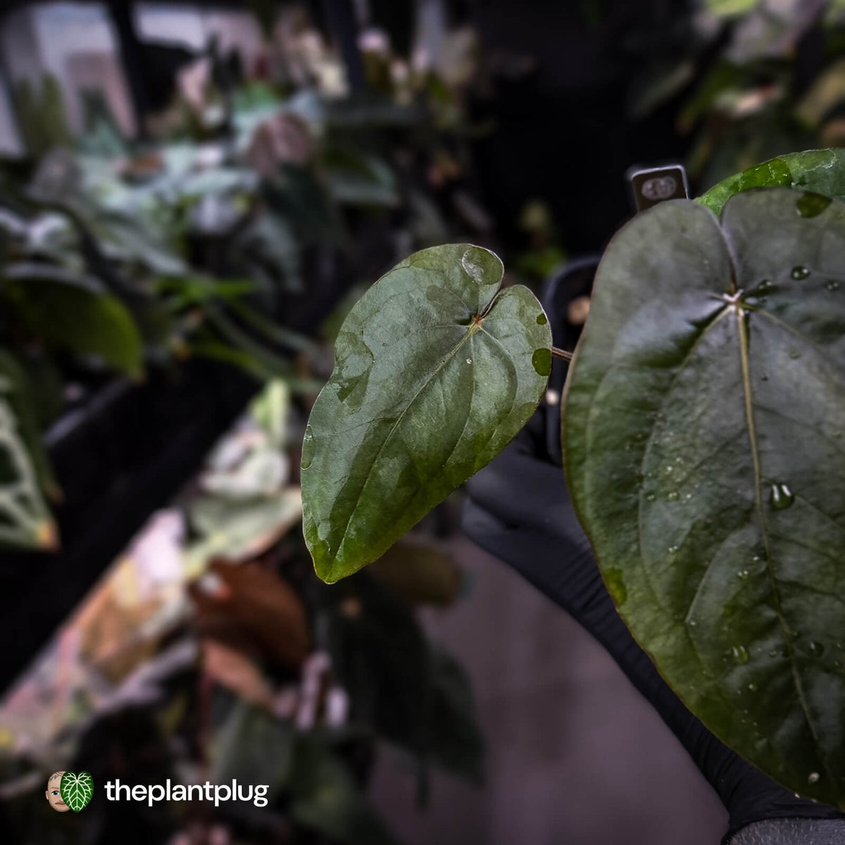Anthurium dressleri ('MP' x 'LAS')