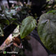 Anthurium dressleri ('MP' x 'LAS')