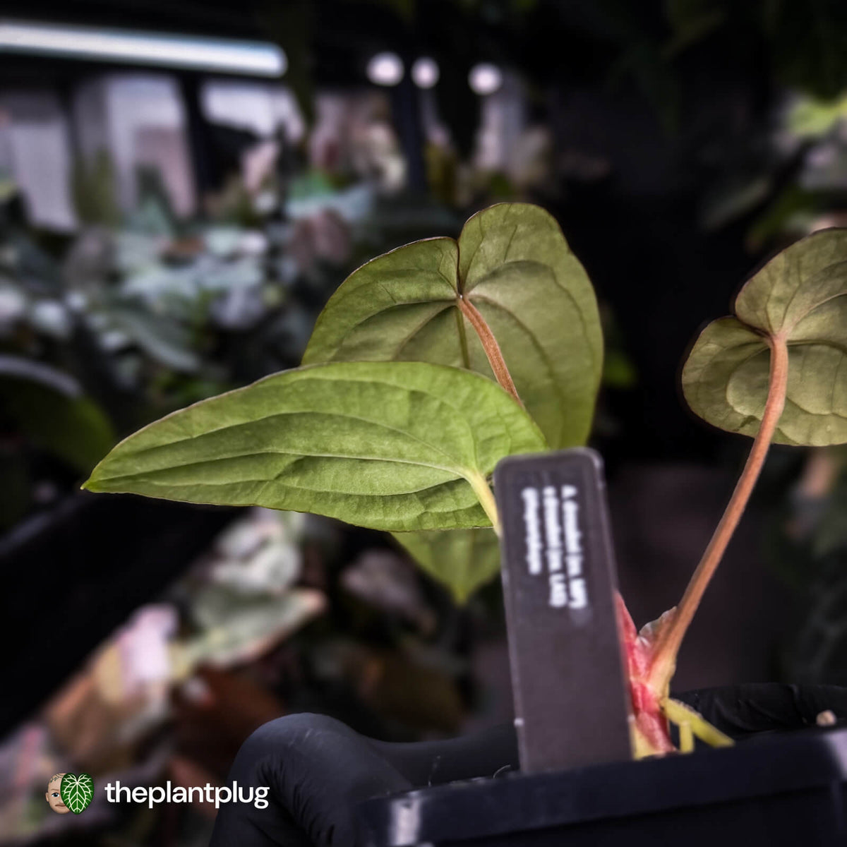 Anthurium dressleri ('MP' x 'LAS')