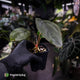 Anthurium dressleri ('MP' x 'LAS')