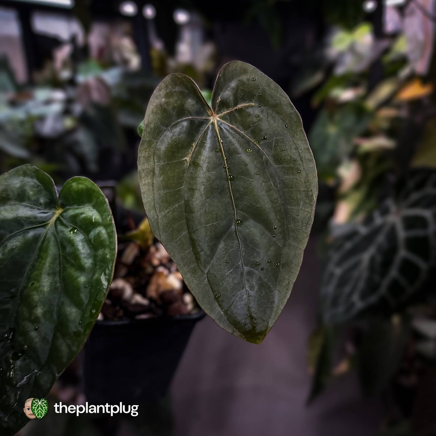Anthurium dressleri ('MP' x 'LAS')