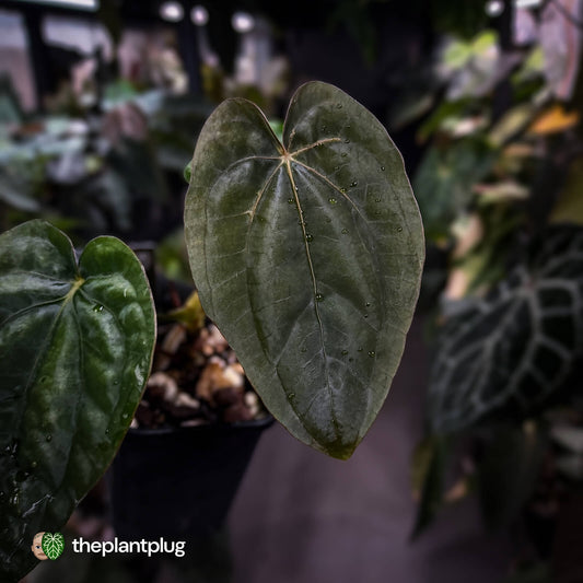 Anthurium dressleri ('MP' x 'LAS')