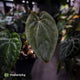 Anthurium dressleri ('MP' x 'LAS')