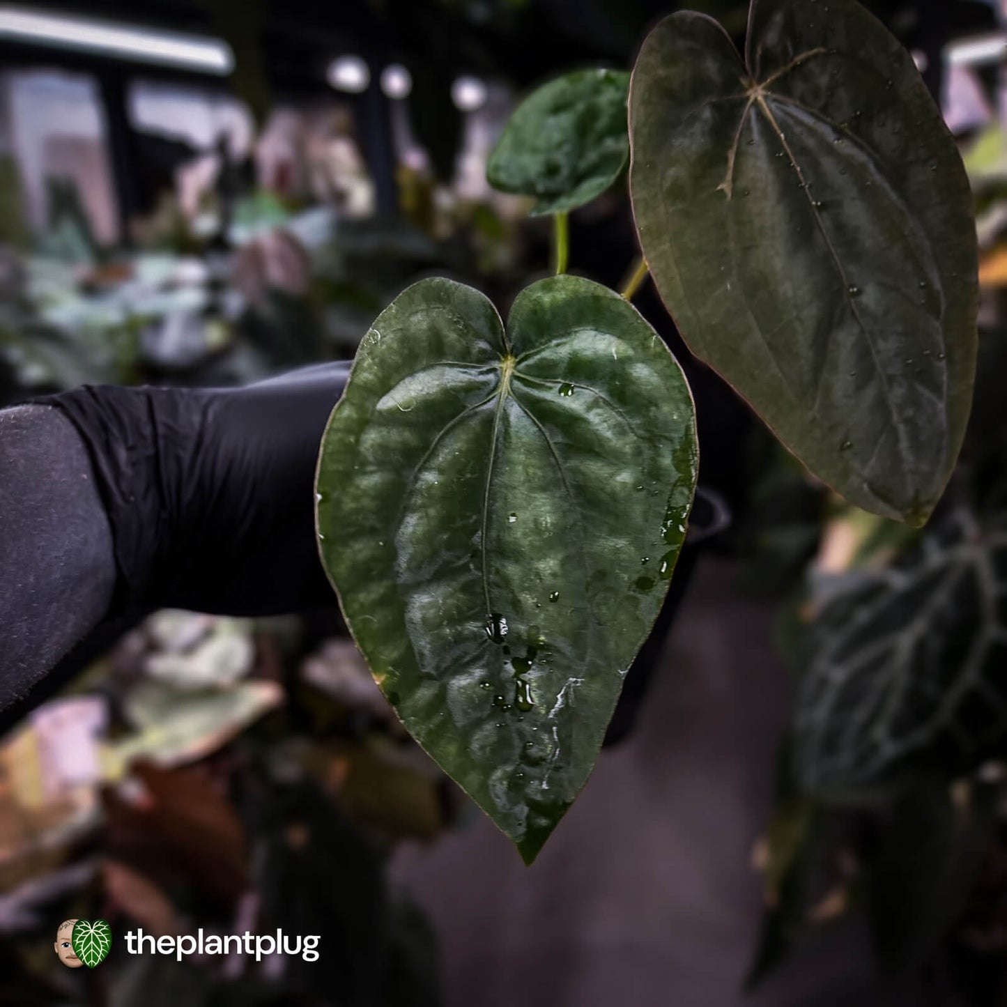 Anthurium dressleri ('MP' x 'LAS')