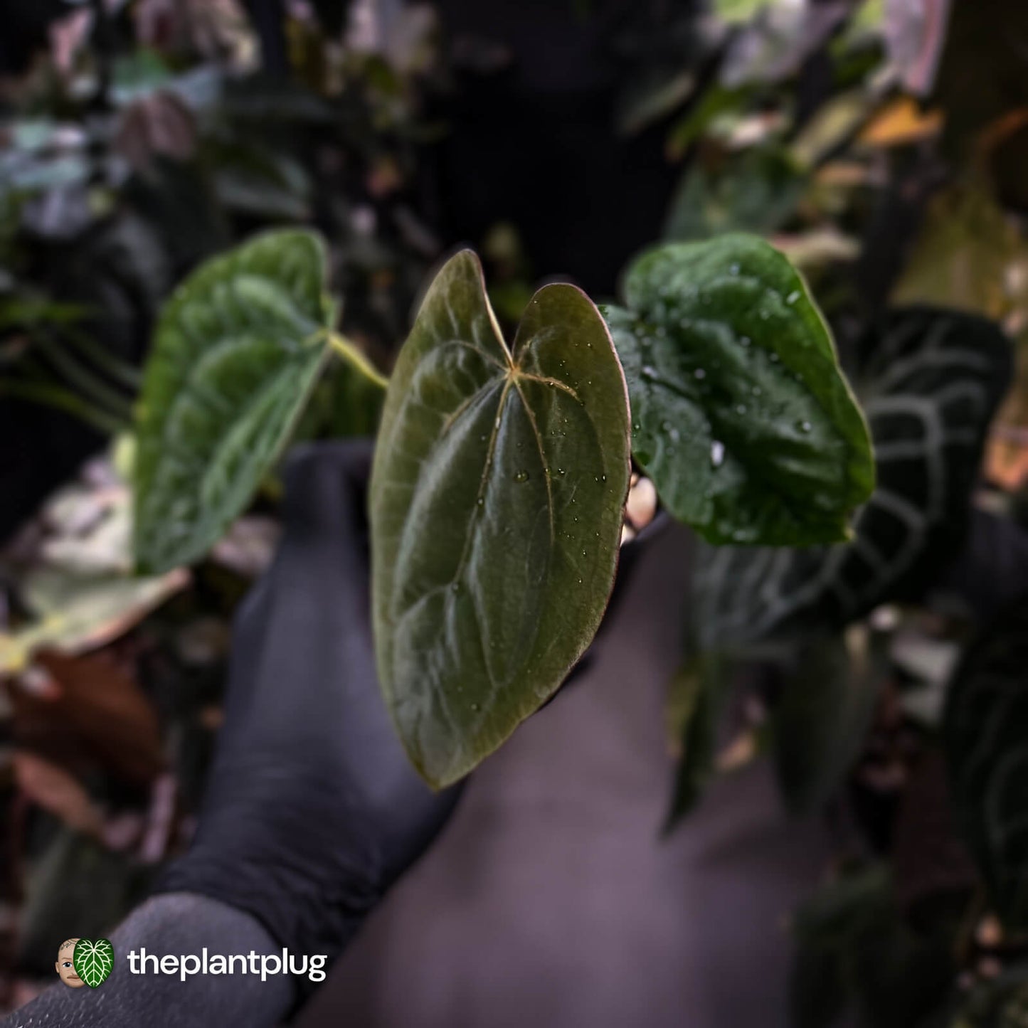 Anthurium dressleri ('MP' x 'LAS')