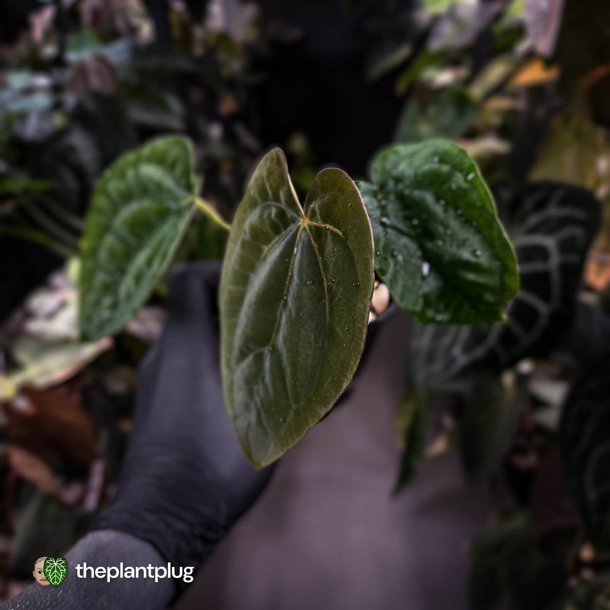 Anthurium dressleri ('MP' x 'LAS')